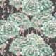 Succulents Wallpaper Green Charcoal • Cactus Wallpaper • Desert Wallpaper Swatch on black background