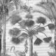 Kerala Palms Wallpaper Mural •Bethany Linz • Palm Tree Mural • Black & White • Swatch