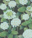 Hydrangea Garden Wallpaper • Charcoal • Swatch