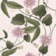 Passiflora Wallpaper • Beige • Swatch