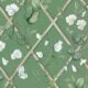 Grande Climbing Sweet Pea Wallpaper • Dark Green & Cane • Swatch