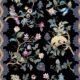 Fantasia Wilds Wallpaper - Wallpaper Republic - by Iryna Ruggeri - Nature’s Tapestry Collection - Colorway: Black - Swatch