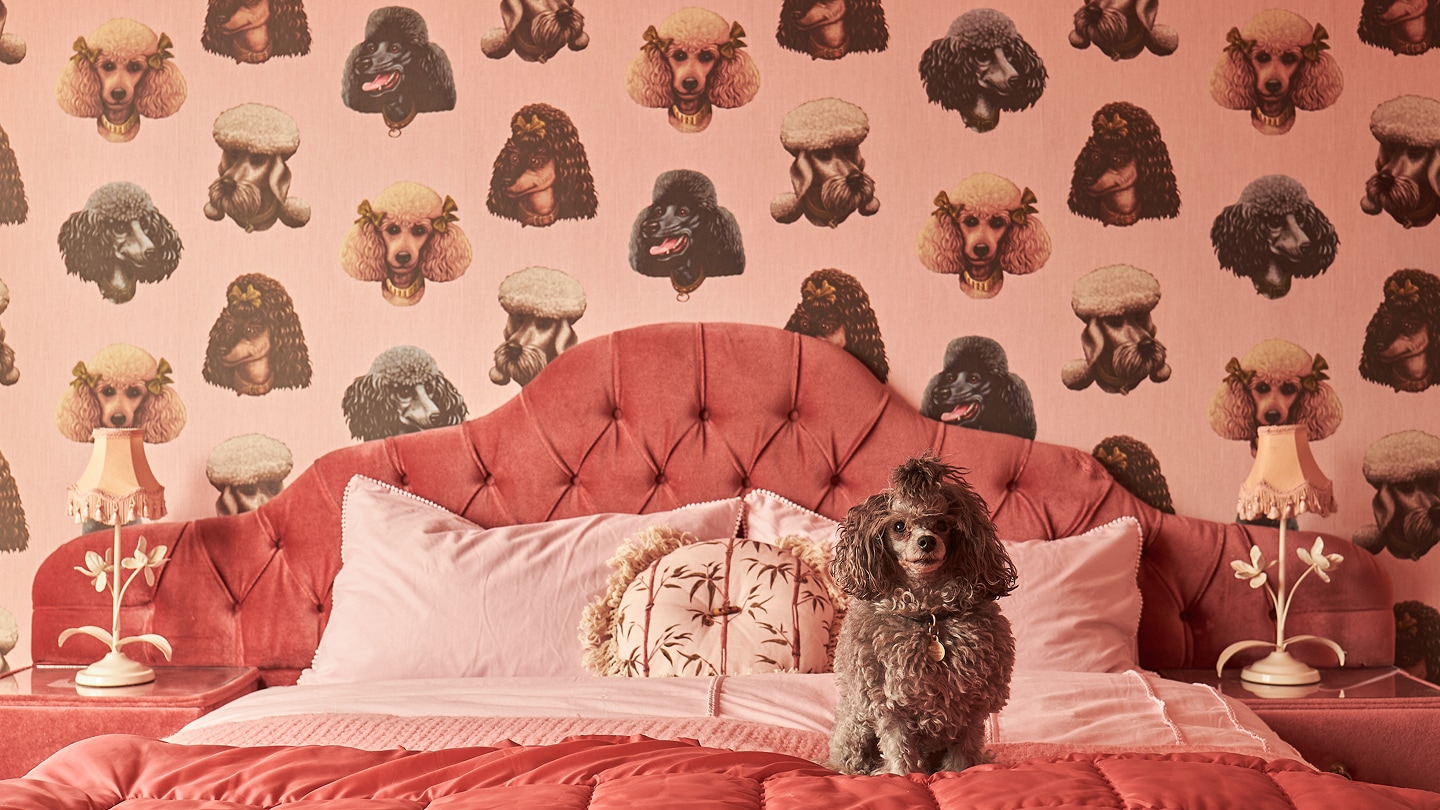 Poodle & Blonde Wallpaper Collection