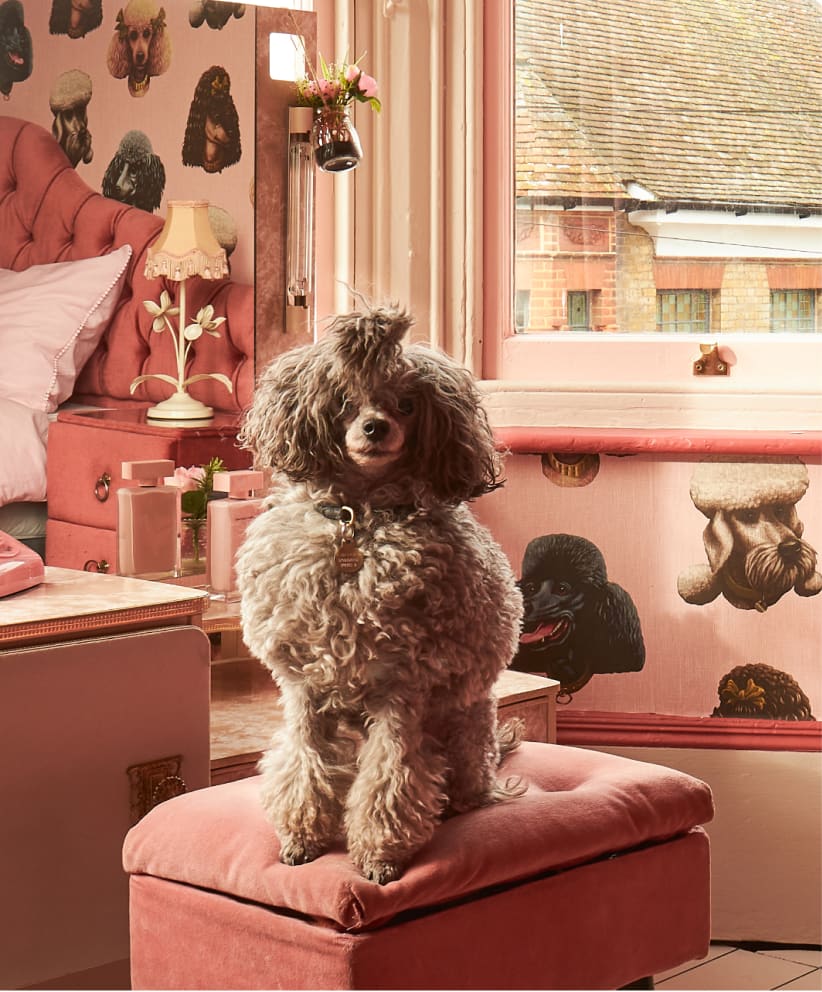 Poodle & Blonde Collection - Poodle Parlour Wallpaper - Colourway: Pink Paws - Collection Page - 822by992